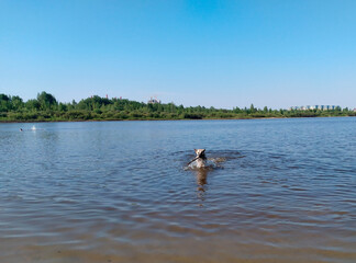 Obraz na płótnie Canvas A dog with a stick in its teeth runs through the water.