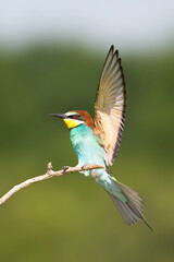 Bijeneter, European Bee-eater, Merops apiaster