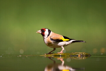 Fototapeta premium Putter, European Goldfinch, Carduelis carduelis