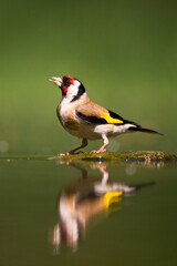 Putter, European Goldfinch, Carduelis carduelis