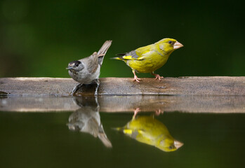 Groenling, European Greenfinch, Chloris chloris