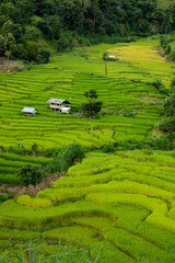 Rice terraces in thailand.