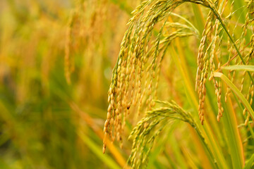 The fields are full of golden rice.