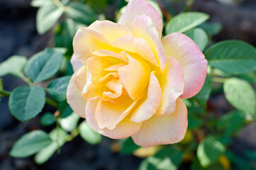 Image of large flower of a yellow-pink rose with green leaves.