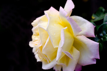Flower of a yellow-pink rose on a dark background.