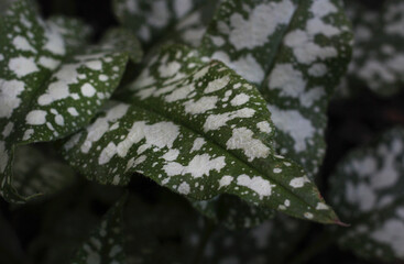 green variegated leaves hosts close up top view
