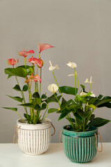 Isolated red anthurium in white ceramic flower pot with white anthurium in green ceramic flowerpot on gray background