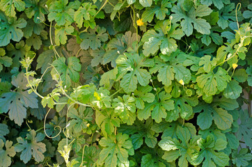 Green leaves of a plant climbing along a wall or fence.