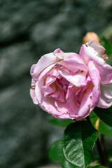 Rosa de jardín en el Municipio de Vilaflor, en la isla de Tenerife