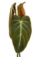 Long leaf of tropical 'Philodendron Melanochrysum' houseplant isolated on white background
