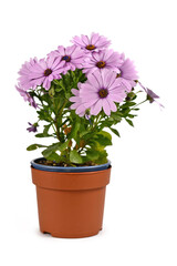 Naklejka na ściany i meble Violet Rain Daisy flowers in pot isolated on white background