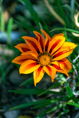 Gazania rigens pertenece a la familia Asteraceae