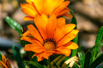 Gazania rigens pertenece a la familia Asteraceae