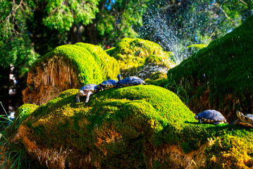 Turtles on moss in beautiful weather HDR