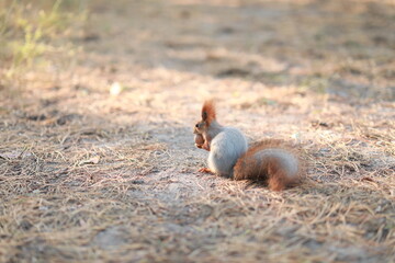 tame fluffy squirrel in the forest close-up eating nuts