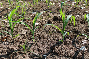 Filare di giovani piantine di granoturco in crescita