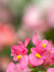 ベゴニアの花