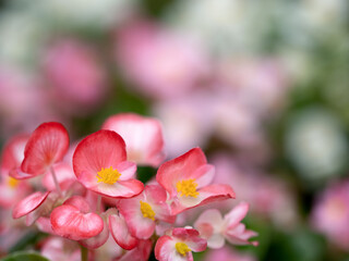 Fototapeta na wymiar ベゴニアの花