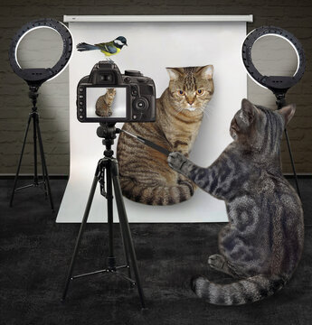 A gray cat photographer is photographing its client in the photo studio.