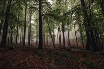 Wald im Nebel