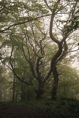 Alter Baum im Wald bei Nebel