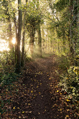 Obraz premium footpath in the forest, with the early morning sun shining through the trees.