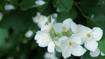 blooming jasmine on on background of green leaves