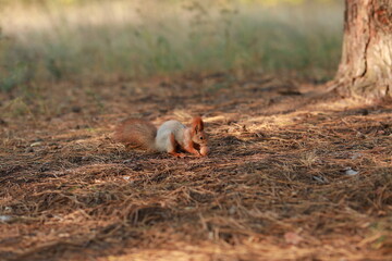 tame fluffy squirrel in the forest close-up eating nuts
