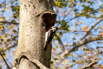 Closeup shot of a downy woodpecker perched on a tree