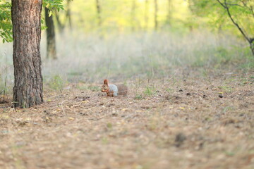 tame fluffy squirrel in the forest close-up eating nuts