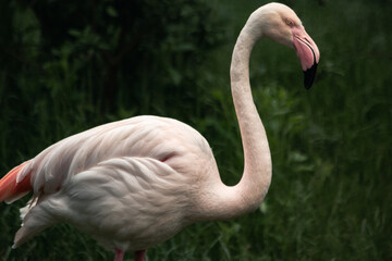 Fototapeta premium Flamingo im Seitenprofil