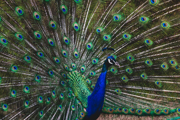 Obraz premium Pfau mit Federpracht