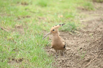 A hoopoe I accidentally met in a park. She was just looking directly at me. A cute bird really.