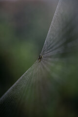 Spinne im Netz bei Morgentau
