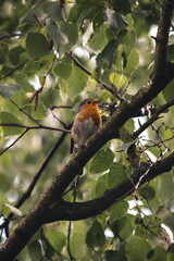 einzelnes Rotkehlchen im Baum