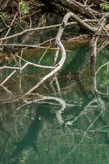 Water reflections at Zlatna Panega national natural reserve, Northern Bulgaria. Dead branches touch the surface