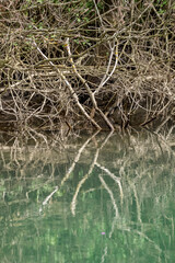 River water reflections of dead tree branches, beautiful symmetry. Zlatna Panega natural reserve, Bulgaria