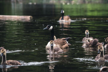 Kanadagans mit Jungtieren im See