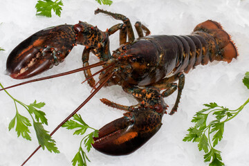 Fresh maine lobster on ice.
