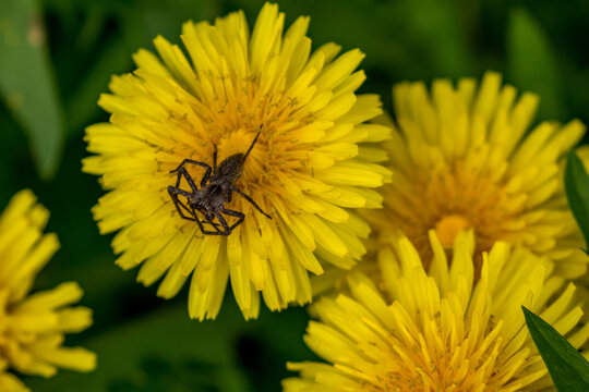Dandelion with spider, close up, colorful wildlife picture with blurred green background.