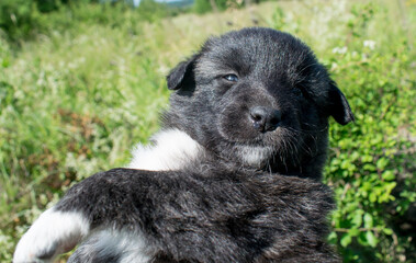 Newborn puppy. Shortly after he opened his eyes. street dogs