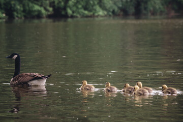 Fototapeta premium Gänsefamilie auf einem See