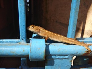 lizard is on the gate