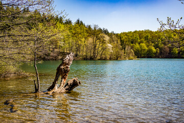 Plitvice lakes national park, water surface and forest landscape with tree log in the foreground, natural travel destination, Croatia