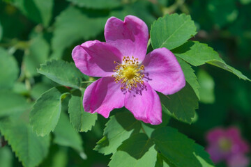 Flower of wild rose on the background of green foliage. Summer season.