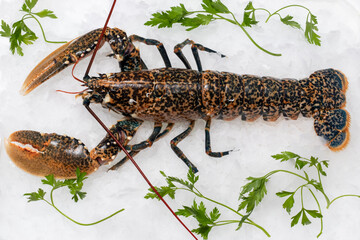 Top view of fresh American lobster on ice