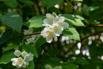 Philadelphus (mock-orange, in Russia they call it jasmine) with raindrops on a natural background with selective focus.