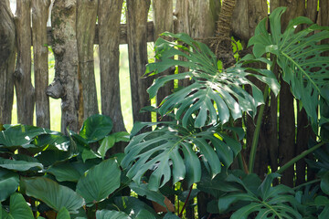 Monstera plant in the garden of the house