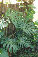 Obraz premium Monstera plant in the garden of the house
