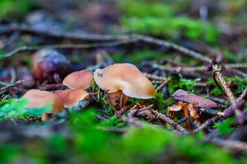 Mushroom coming out of the ground in the forest.